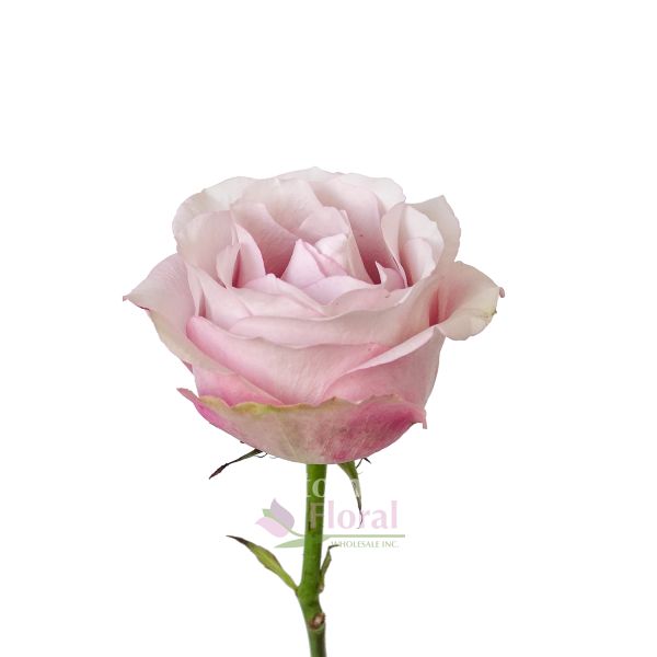 Flora - Rose 新品未開封 Secret Garden Rose Light Pink Open Wide, 50 to 60cm - Potomac